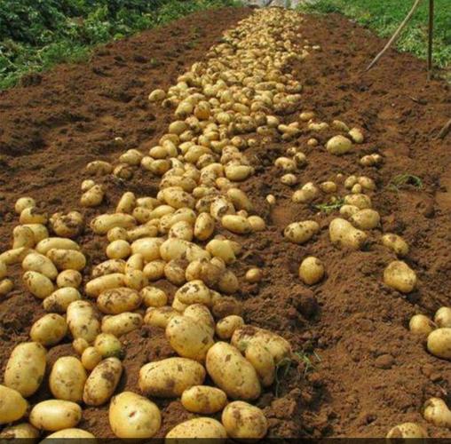 北方中学252班赵文耀暑假生活技能学习——挖土豆