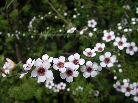 麦卢卡蜜
