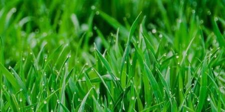 备战旅发大会诗词两首:《清平乐麦苗》,《樱花情》