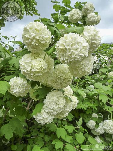 不忘初心的欧洲木绣球