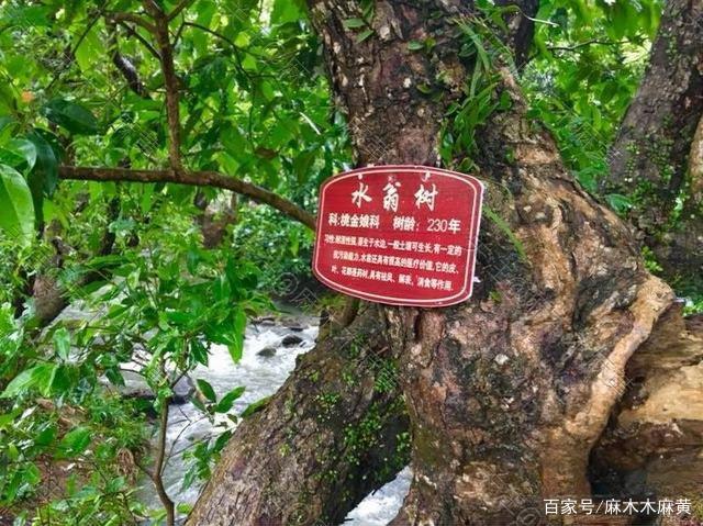 水翁树