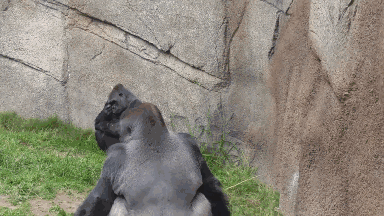 互相扔便便,经科学研究表明是一种「高智商」的交流方式