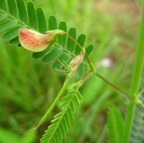 水皂角提取物 8%黄烷醇