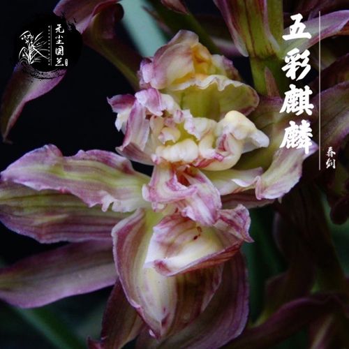 无尘国兰 春剑奇花代表 五彩麒麟花型大浓香名品兰花