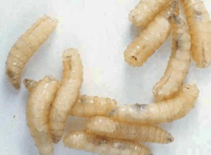 都说腐臭必生蛆,那么为什么有些粪便不会生蛆?