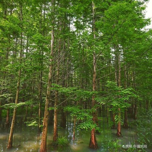 桤木河湿地公园