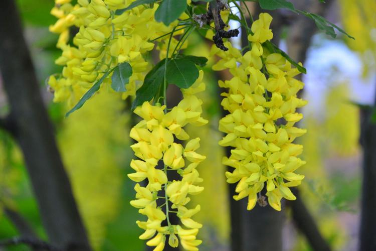 十七:槐树,槐花碎照