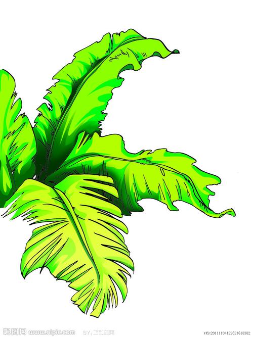 芭蕉叶图片