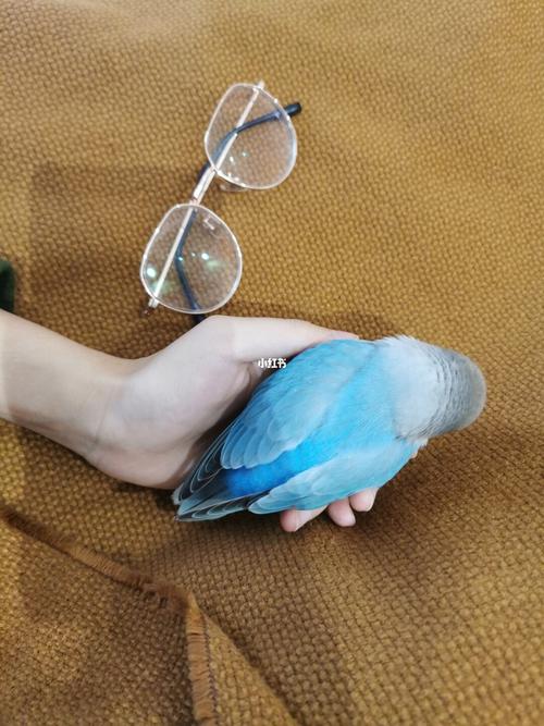 吃着吃着就睏了#蓝闪牡丹鹦鹉#3个月_鹦鹉_牡丹_宠物