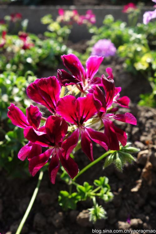 【214@365】东北漫记·盾叶天竺葵