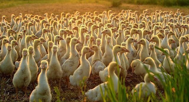 鹅苗经过长期运输到达养殖场后第一步该做什么