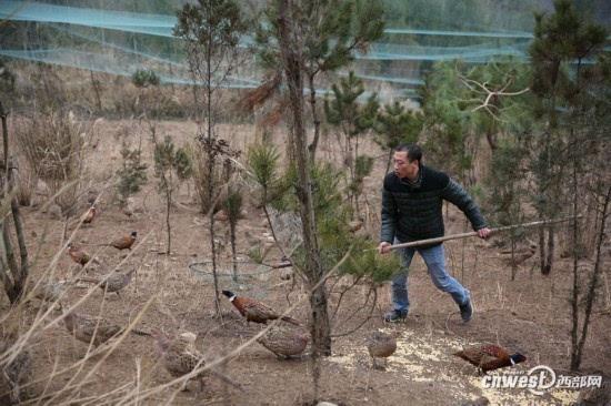 85后小伙回大巴山养山鸡当年回本还盈利十多万