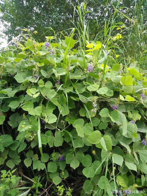 葛又俗称葛藤,野葛或者柴葛,中药名叫葛根,为本土植物,除了西北地区