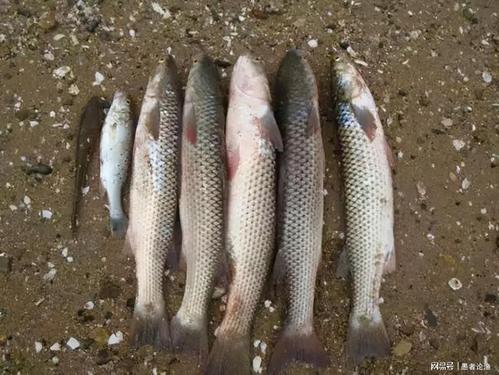 准备好窝料和钓饵,钓梭鱼,真的一点也不难|淡水|漂相