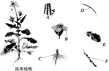 下图是油菜植株各器官的示意图,请你把各器官的名称填在相应的横线上