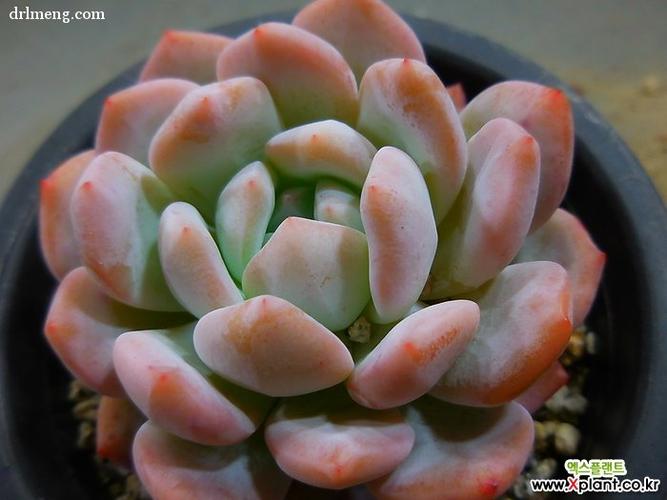 日本星影 – 多肉联萌