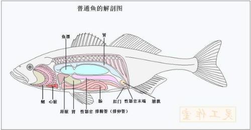 跪求:鱼类的内脏解剖图,要有各部分内脏,肝脏,脾脏,胰脏,胆等,主要是