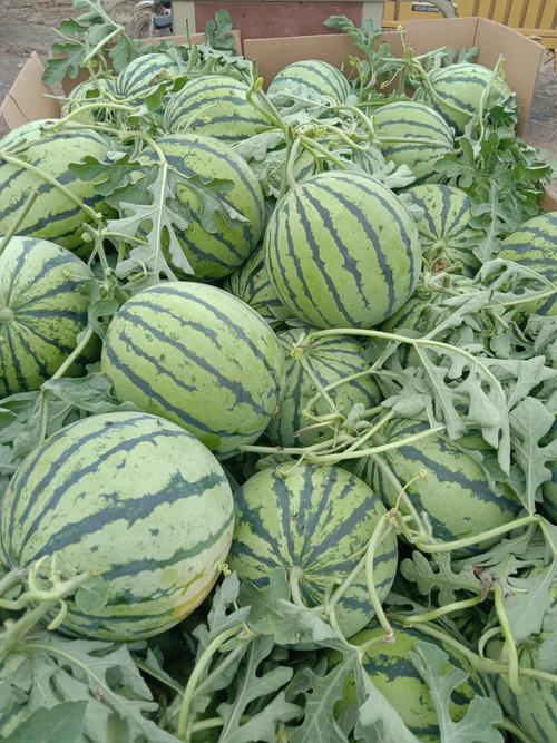 喜讯!浩海蜜宝西瓜多地大丰收,瓜田喜报不断