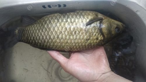 水库野钓,钓过最大的鲫鱼!