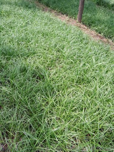 供应大量北京青绿苔草,四季长绿耐修剪践踏 基地直销