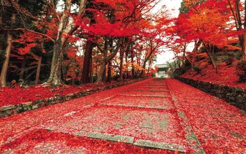 红叶铺就的南京栖霞山.