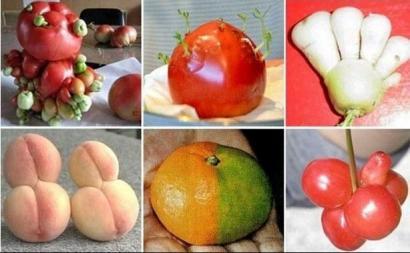 日本现变异农作物疑核辐射致