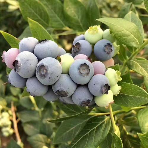 志远苗木蓝莓苗基地批发自由蓝莓苗公爵蓝莓苗
