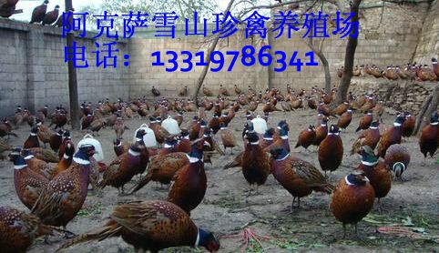 27_产品图片_阿瓦提呱呱鸡批发价格,阿瓦提买鹧鸪,价