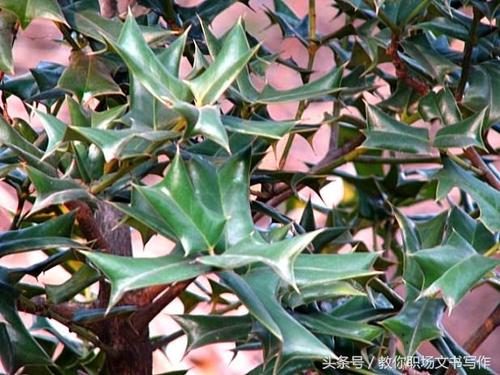 这种植物名字古怪,满身带刺,中医视之如宝,花农靠它创收