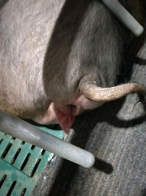 妊娠母猪预产期超过一天有胎动,就是猪喘气又叫的,一会就起来动几下了