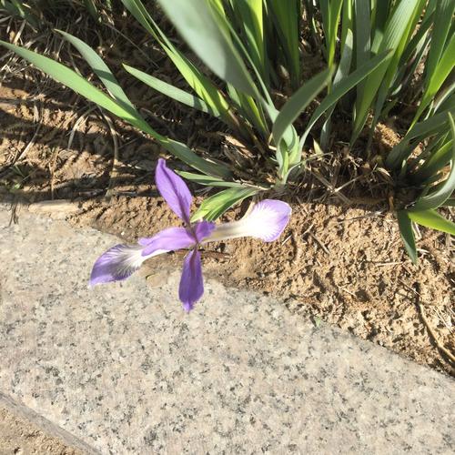 一枝马兰花试探性的露出头