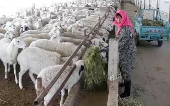 肉羊品种有萨福克羊,无角道赛特羊,小尾寒羊,兰德瑞斯羊和波尔山羊