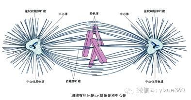 纺锤体的形成依赖于细胞中的一种细胞器——中心体.