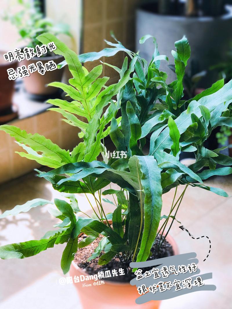 蓝星水龙骨(蓝星蕨)|酷酷的耐旱蕨类植物_阳台_绿植_音质_滤镜_冬天去