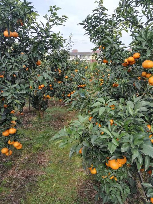 批发柑橘皇后四川蒲江正宗爱媛38号新鲜现摘现发一级水果