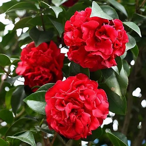 它被誉为"红茶花之王",比香水好闻,比牡丹艳丽,花期长