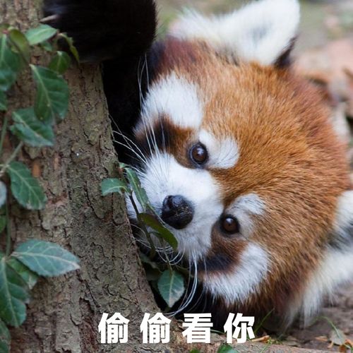 偷偷看你,你也偷偷看我