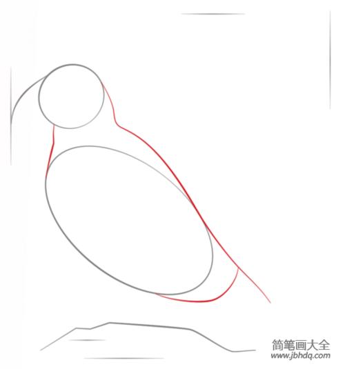 如何画角嘴海雀