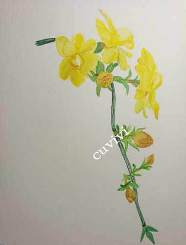 原创||水彩:迎春花