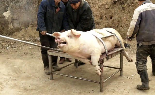 农村大叔杀猪技术厉害了,杀猪越来越省事了,你见过这样杀猪吗