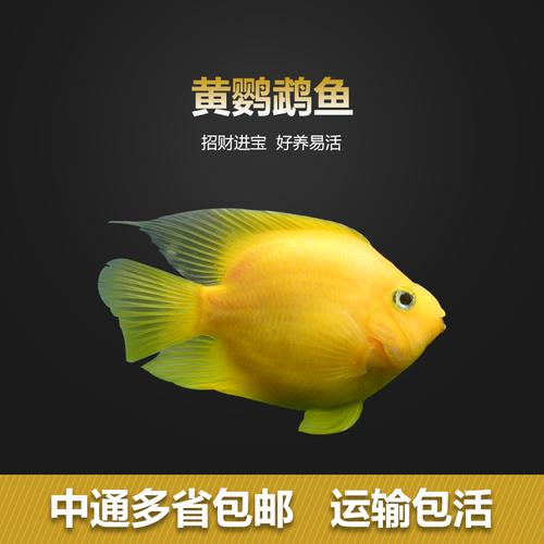 热带鱼观赏鱼黄金鹦鹉鱼发财鱼黄金刚鹦鹉黄鹦鹉鱼体型好低价卖