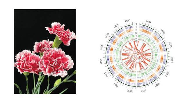 花儿为什么这样红科学家解开康乃馨美丽密码