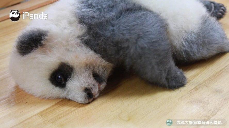 旱地游泳的标准姿势##熊猫一刻##ipanda爱熊猫