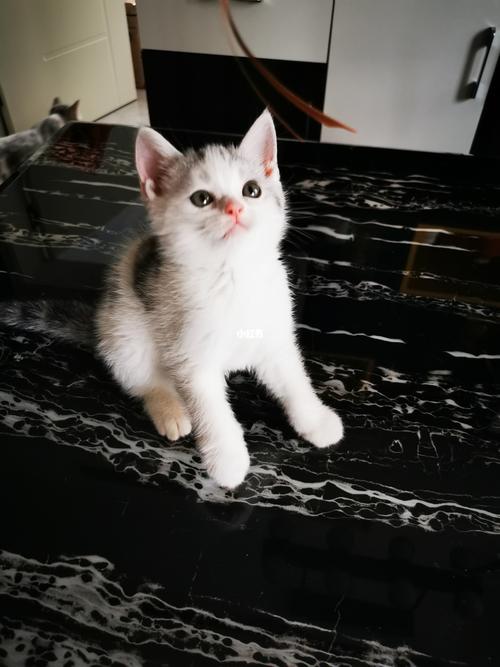 美短高白_美短_铲屎官_宠物_猫