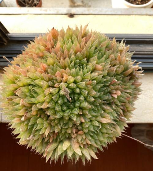 宝草玉露爆盆了,养护很简单,记住"懒"和"透"两个字就