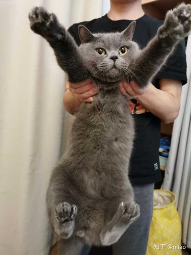 英短蓝猫品相如何?