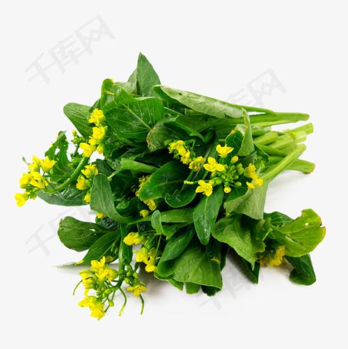 一把新鲜开花的广东菜心摄影免抠菜心菜苔广东菜心蔬菜菜花油菜