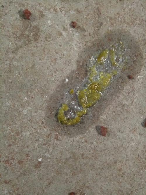 鸽子拉这样的粪便得了什么病?用什么药治?现在在配对期间能喂药吗