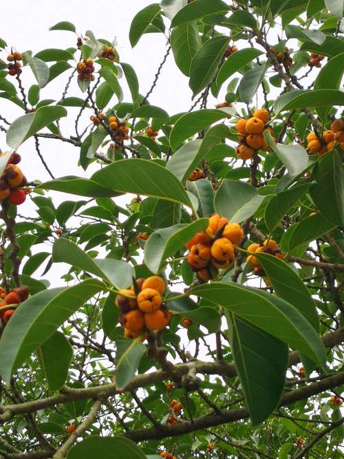 结满果子的高山榕.