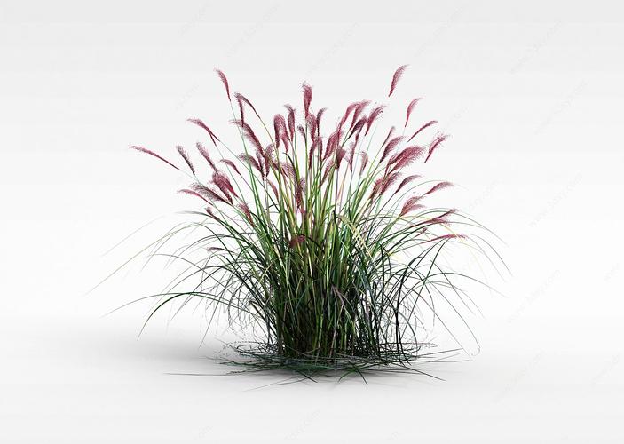 3d芦苇草模型